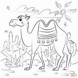 Camel Page Pdf Coloring Pages sketch template