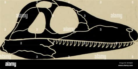 Mesozoic diapsid hi-res stock photography and images - Alamy