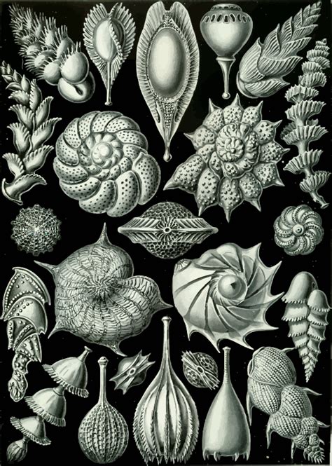 Thalamophora 3 - Openclipart | Natural form art, Nature art prints, Ernst haeckel art