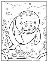 Manatee Coloring Pages20  Free Printable coloring Pages Cute sketch template