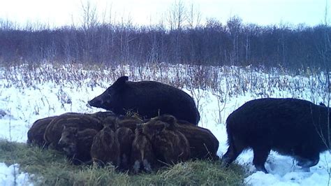 Destructive, invasive wild pigs in Alberta have breached national park ...