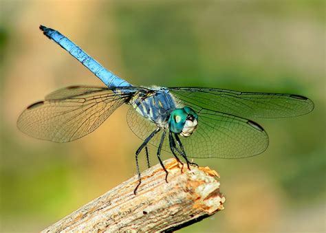 Blue Dasher ~ Insects World