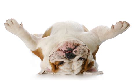 Why Your Dog Is Farting, and How to Clear the Air