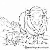 Musk Ox Coloring Pages  Free & Printable sketch template