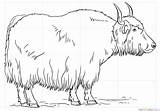 How To Draw A yak  Step By Drawing Tutorials sketch template