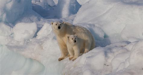 The Arctic Circle | Guide to Iceland