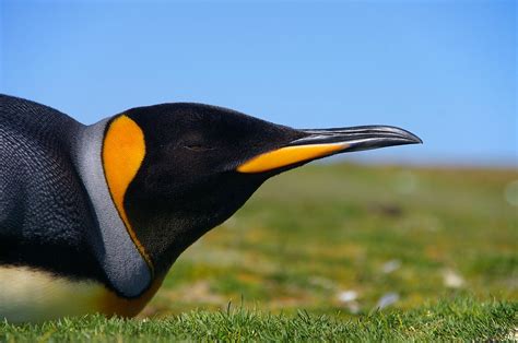 File:Falkland Islands Penguins 49.jpg - Wikimedia Commons