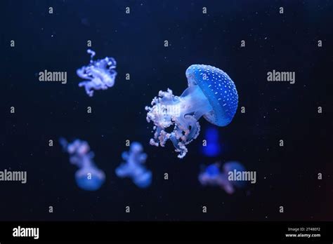 Fluorescent jellyfish, Spotted australian jellyfish, Phyllorhiza punctata swimming in aquarium ...