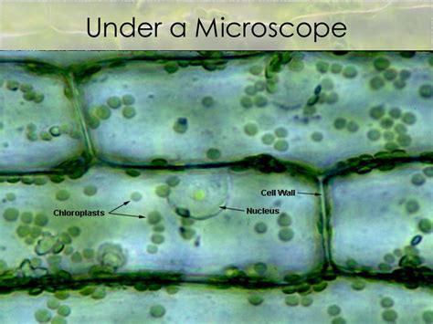 Plant Cell Nucleus Microscope