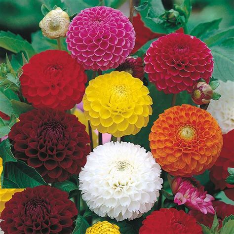 Dahlia Pompon Mixed Seeds