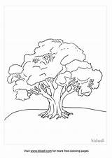Oak Trees Coloring Pages  Home sketch template