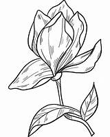 Magnolia Flower coloring Page  ColouringPages sketch template