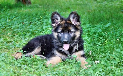 chiot berger allemand | German shepherd dogs, German shepherd puppies ...