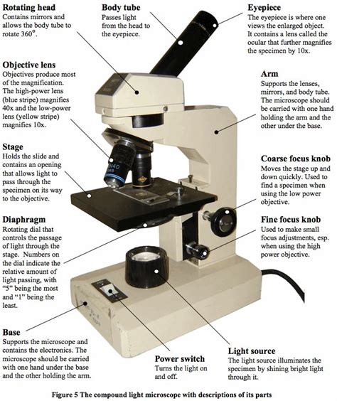 The 25+ best Microscope parts ideas on Pinterest | Cell video, The cell and Biology classroom