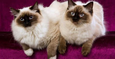 Types of Ragdoll Cats - IMP WORLD