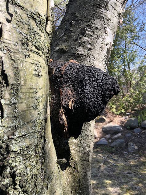 Harvesting Chaga