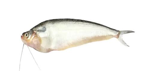 Pabda Fish [5+ Benefits, Nutrient, English Name, Recipe, Price Etc]