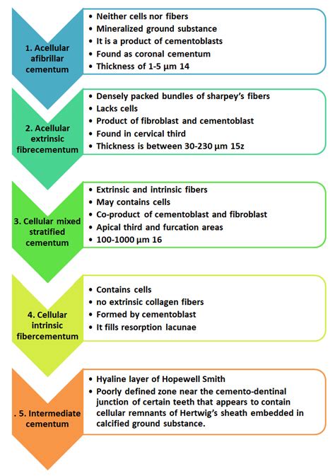 Cementum - Focus Dentistry