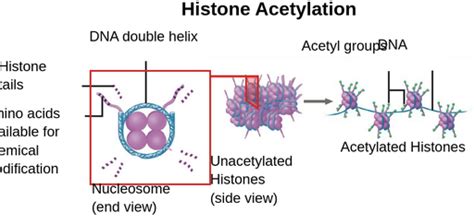 Histone acetylation - Labster