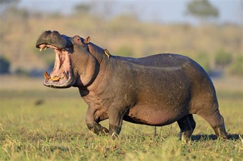 Togo - National animal - Hippopotamus | African animals, Majestic ...