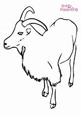 Billy Goat Coloring Pages sketch template
