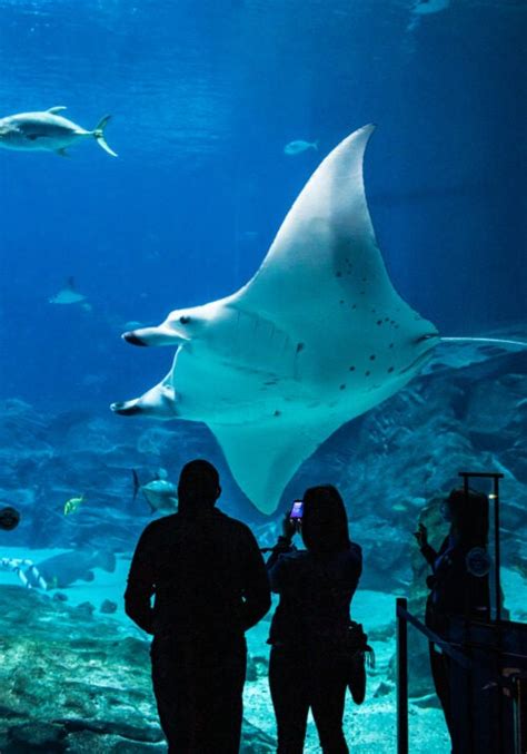 Georgia Aquarium’s Manta Rays Test New Technology to Help Their Oceanic ...