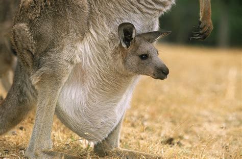 [Animals] Kangaroos Are More Than Just Jumping Marsupials - Animals ...