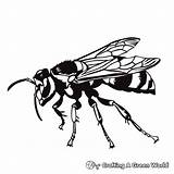 Hornet Coloring Pages  Free & Printable sketch template