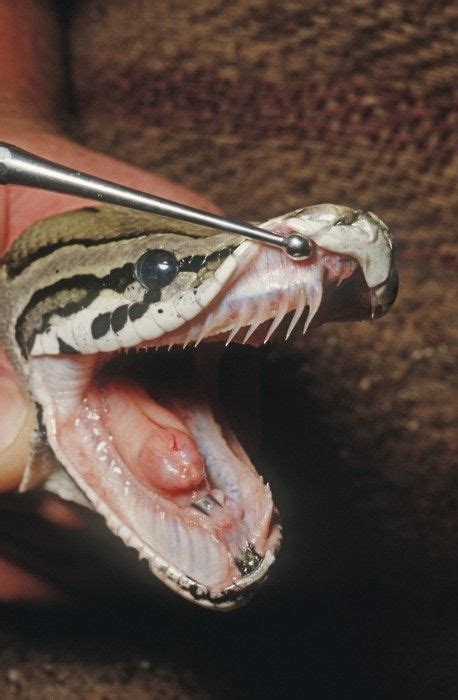 fangs? teeth? who knows, cool snake. | Pet snake, Ball python, Snake photos