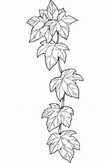 Ivy coloring page  ColouringPages sketch template