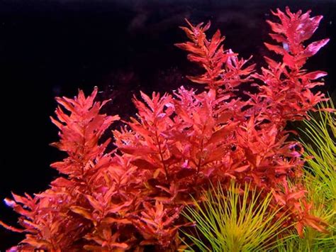 Beginner’s Guide to Aquarium Plants – Diapteron Shop