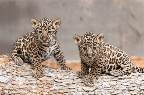 Jaguar cubs spotted for first time at Fort Worth Zoo - The Business Press