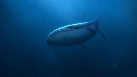 Blue Whale Wallpaper (60+ images)