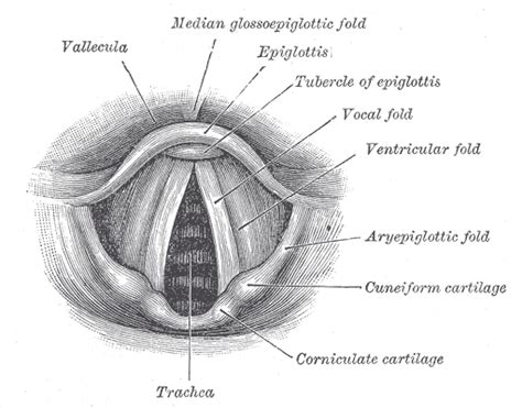 6.3 Structure of laryngeal inlet (laryngeal-inlet) | Download Scientific Diagram