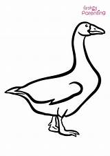 Baby Goose Colouring Pages Sketch Coloring Page sketch template