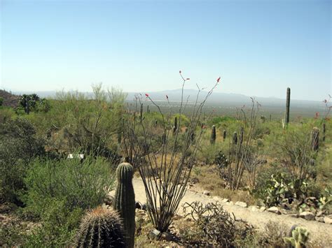 Arizona-Sonora Desert Museum