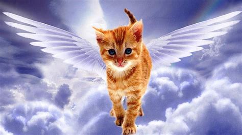 Angel Cat, art, fantasy, wings, angel, painting, cat, sky, HD wallpaper | Peakpx