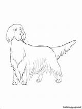 Irish Setter Coloring Page Free Printable Pages Sketch sketch template