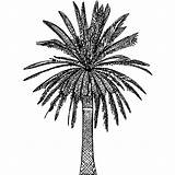 Date Palm Tree Coloring Pages sketch template
