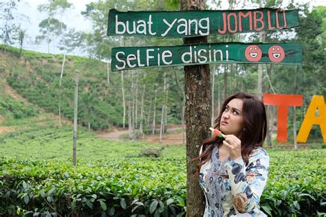 Tiket Masuk Kebun Teh Tambi Wonosobo dan info Penginapan