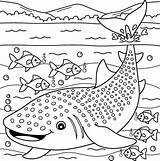 Whale Shark Coloring Page For Kids 42977354 Vector Art At Vecteezy sketch template