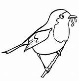 Robin Coloring Pages  Best For Kids sketch template