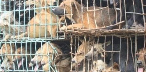 Stop The Yulin Dog Meat Festival In China Permanently-WAF