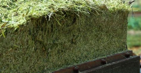 Haylage vs Silage Comparison (key differences explained)