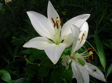 White Lilies closeup photography HD wallpaper | Wallpaper Flare