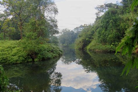 Climate Change Threatens the Habitat of the Endangered White-Winged Wood Duck, finds Study