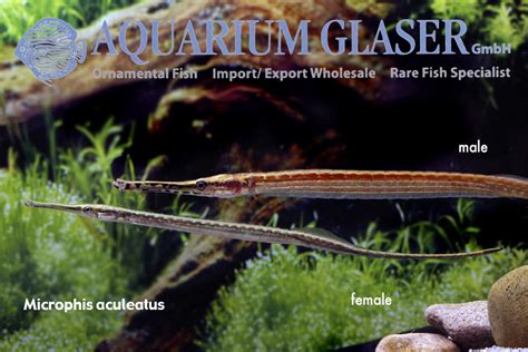 Freshwater pipefish from West Africa - Aquarium Glaser GmbH