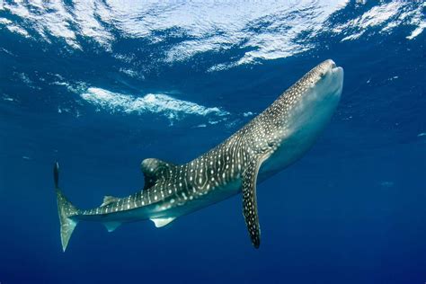 Whale sharks can live for at least 50 years – and probably longer | New Scientist