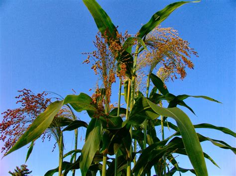 TheImaginariumForge: Broom Corn for the Ozark Fiber Fling