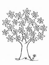 Maple Tree Coloring Pages sketch template